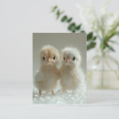 Carte Postale Bébés de paon blanc, Post-croisement (Debout devant)