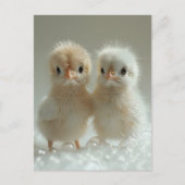 Carte Postale Bébés de paon blanc, Post-croisement (Devant)