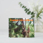 Carte Postale Bébés d'Orangutan à Bornéo (Debout devant)