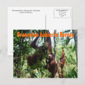 Carte Postale Bébés d'Orangutan à Bornéo (Devant / Derrière)