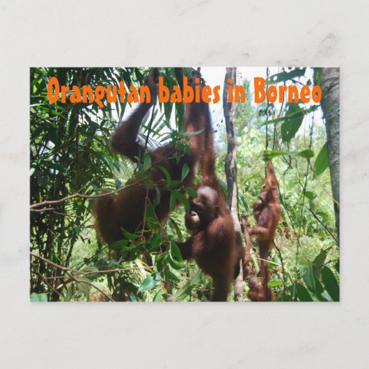 Carte Postale Bébés d'Orangutan à Bornéo (Devant)