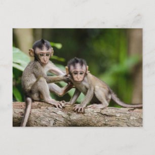 Carte Postale Bébés macaques crabiers jouant sur une branche