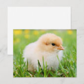 Carte Postale Bébés mignons - Animaux de ferme amusants (Devant / Derrière)