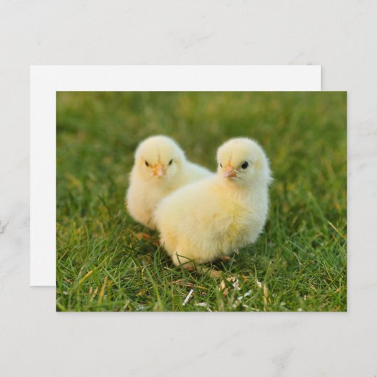 Carte Postale Bébés mignons - Animaux de ferme amusants (Devant / Derrière)