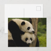 Carte Postale Bébés panda géant Ailuropoda melanoleuca) (Devant / Derrière)