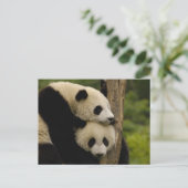 Carte Postale Bébés panda géant Ailuropoda melanoleuca) (Debout devant)