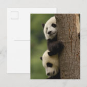Carte Postale Bébés panda géant (Ailuropoda melanoleuca) (Devant / Derrière)