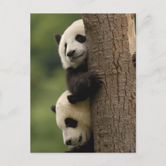 Carte Postale Bébés panda géant (Ailuropoda melanoleuca) (Devant)