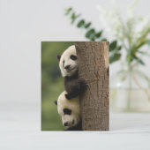 Carte Postale Bébés panda géant (Ailuropoda melanoleuca) (Debout devant)