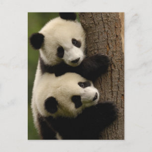 Carte Postale Bébés panda géants (Ailuropoda melanoleuca) 2
