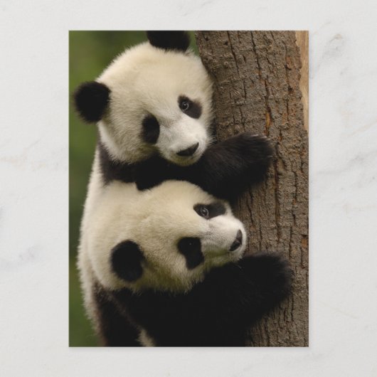 Carte Postale Bébés panda géants (Ailuropoda melanoleuca) 2 (Devant)