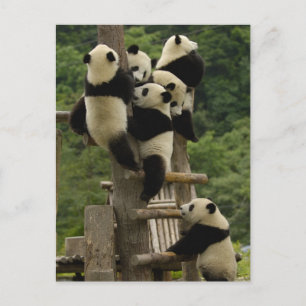 Carte Postale Bébés pandas géants (Ailuropoda melanoleuca)