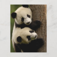 Bébés pandas géants (Ailuropoda melanoleuca) 2