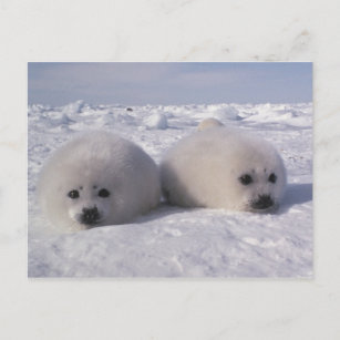 Cadeaux Bebe Phoque Blanc Zazzle Be