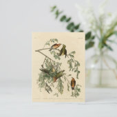 Carte Postale Bec-croisé américain des oiseaux d'Amérique d'Audu (Debout devant)