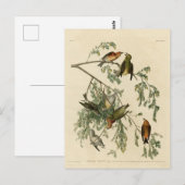 Carte Postale Bec-croisé américain des oiseaux d'Amérique d'Audu (Devant / Derrière)