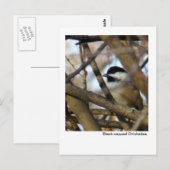 Carte Postale Bécasseau à cou noir (Devant / Derrière)