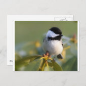 Carte Postale Bécasseau à cou noir (Devant / Derrière)