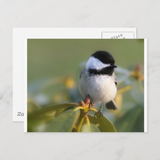 Carte Postale Bécasseau à cou noir (Devant / Derrière)