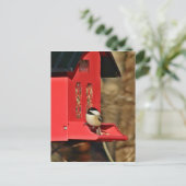 Carte Postale Bécasseau à cou noir (Debout devant)