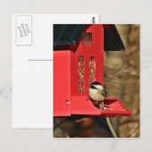 Carte Postale Bécasseau à cou noir (Devant / Derrière)