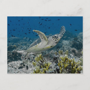 Carte Postale Bécasseau à Hawksbill La natation de la tortue mar