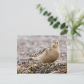 Carte Postale Bécasseau à poitrine rousse sur la plage (Debout devant)