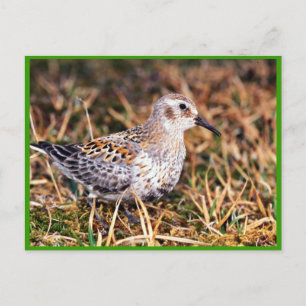 Carte Postale Bécasseau de roche