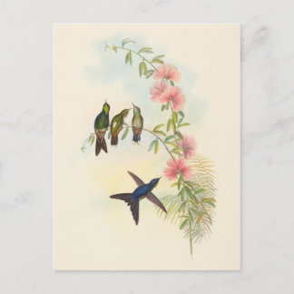 Carte Postale Bécasseau épineux à petites factures | John Gould