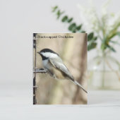 Carte Postale Bécasseau noir (Debout devant)