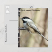 Carte Postale Bécasseau noir (Devant / Derrière)