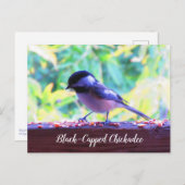 Carte Postale Bécasseau noir Perching Birds Canada (Devant / Derrière)