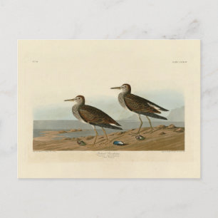 Carte Postale Bécasseau pectoral des oiseaux d'Amérique d'Audubo
