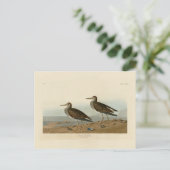 Carte Postale Bécasseau pectoral des oiseaux d'Amérique d'Audubo (Debout devant)