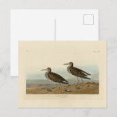 Carte Postale Bécasseau pectoral des oiseaux d'Amérique d'Audubo (Devant / Derrière)