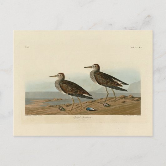 Carte Postale Bécasseau pectoral des oiseaux d'Amérique d'Audubo (Devant)