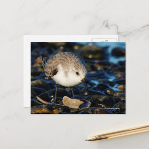 Carte Postale Bécasseau Sanderling Dîne sur une Palourde à la Pl
