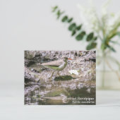 Carte Postale Bécasseau tacheté (Debout devant)