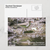 Carte Postale Bécasseau tacheté (Devant / Derrière)