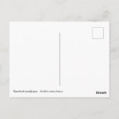 Carte Postale Bécasseau tacheté (Dos)