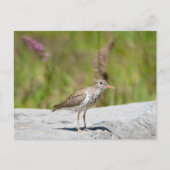 Carte Postale Bécasseau tacheté (Devant)