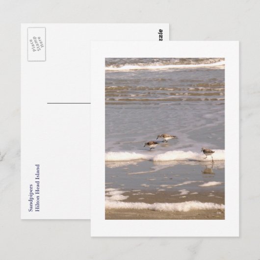 Carte Postale Bécasseaux (Devant / Derrière)