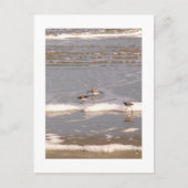 Carte Postale Bécasseaux (Devant)