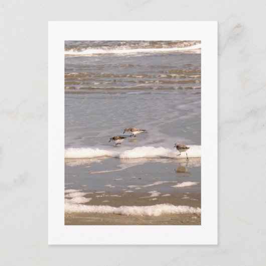 Carte Postale Bécasseaux (Devant)