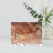 Carte Postale Bed Bugs : Cimex lectularius (Debout devant)