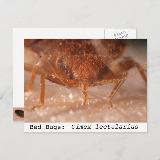 Carte Postale Bed Bugs : Cimex lectularius (Devant / Derrière)