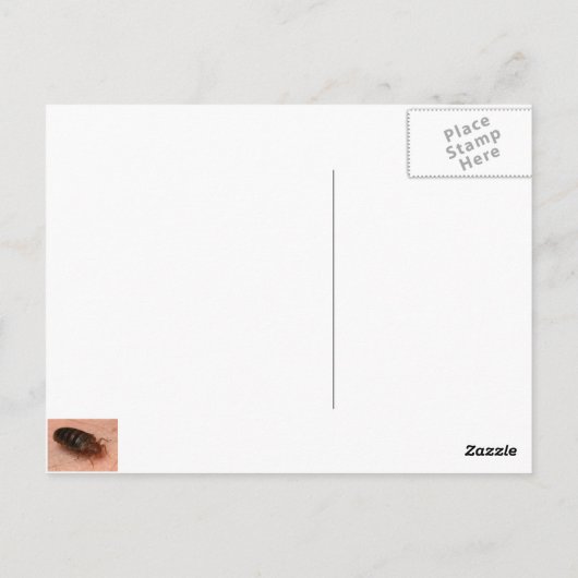 Carte Postale Bed Bugs : Cimex lectularius (Dos)