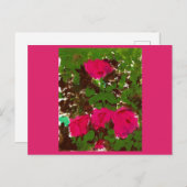 Carte Postale Bed of Roses  (Devant / Derrière)