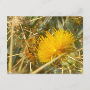 Carte Postale Bee and Star Thistle (Centaurea solstitialis)