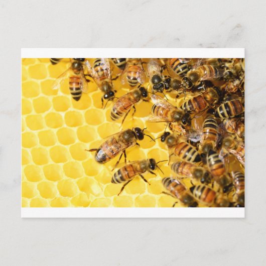 Carte Postale Bee Bees Hive Miel Comb Sweet Dessert Jaune (Devant)